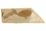 Fossil Leaf - McAbee, BC #262219-1